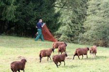 images/Unsere-Tiere/2014 f weideumbau.png